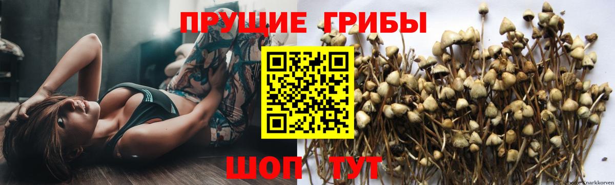 Уссурийск  Галлюциногенные грибы Cubensis  Вход с VPN  Галлюциногенные грибы Psilocybe 